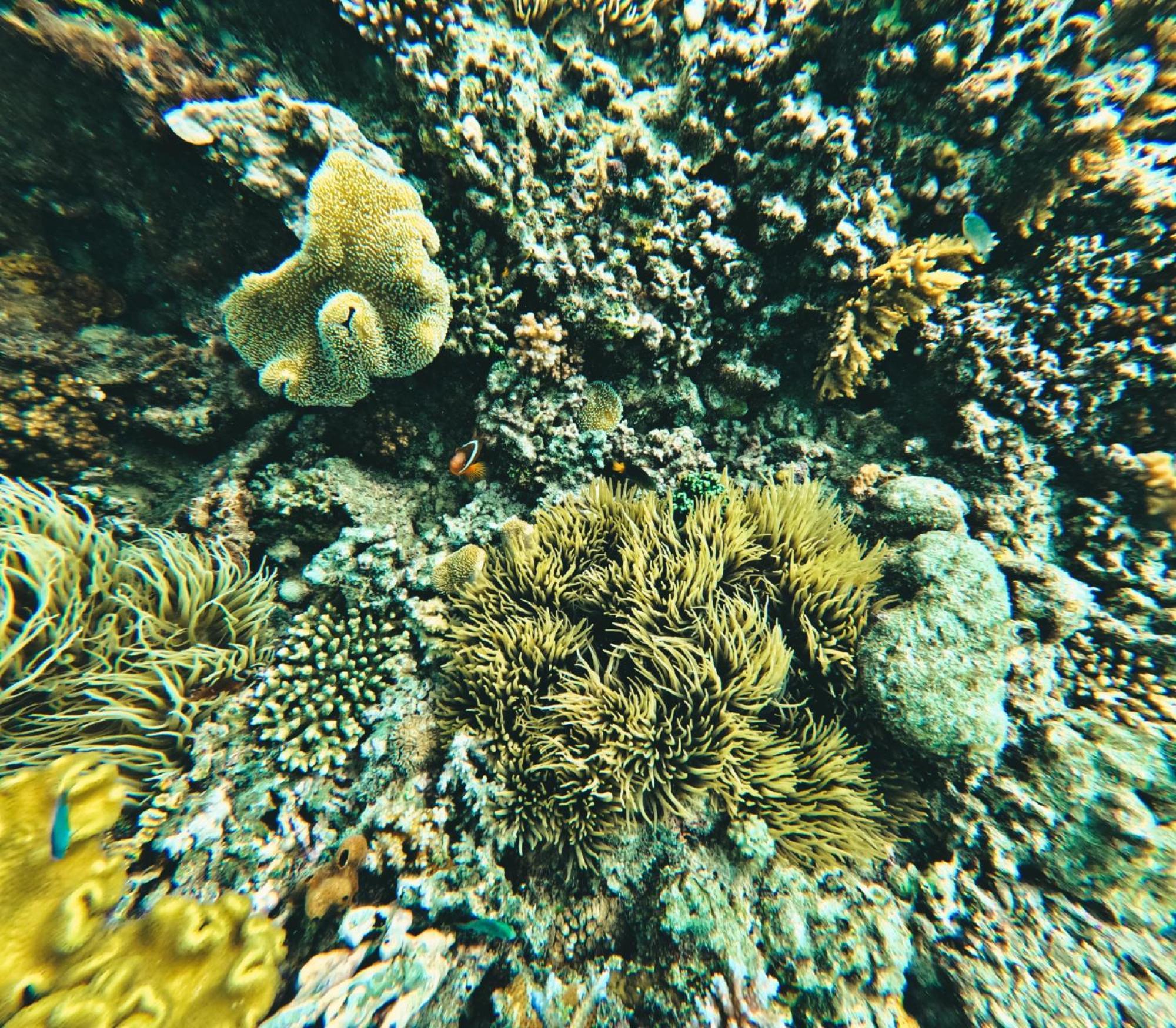 Coralview Island Resort Tavewa Island Buitenkant foto